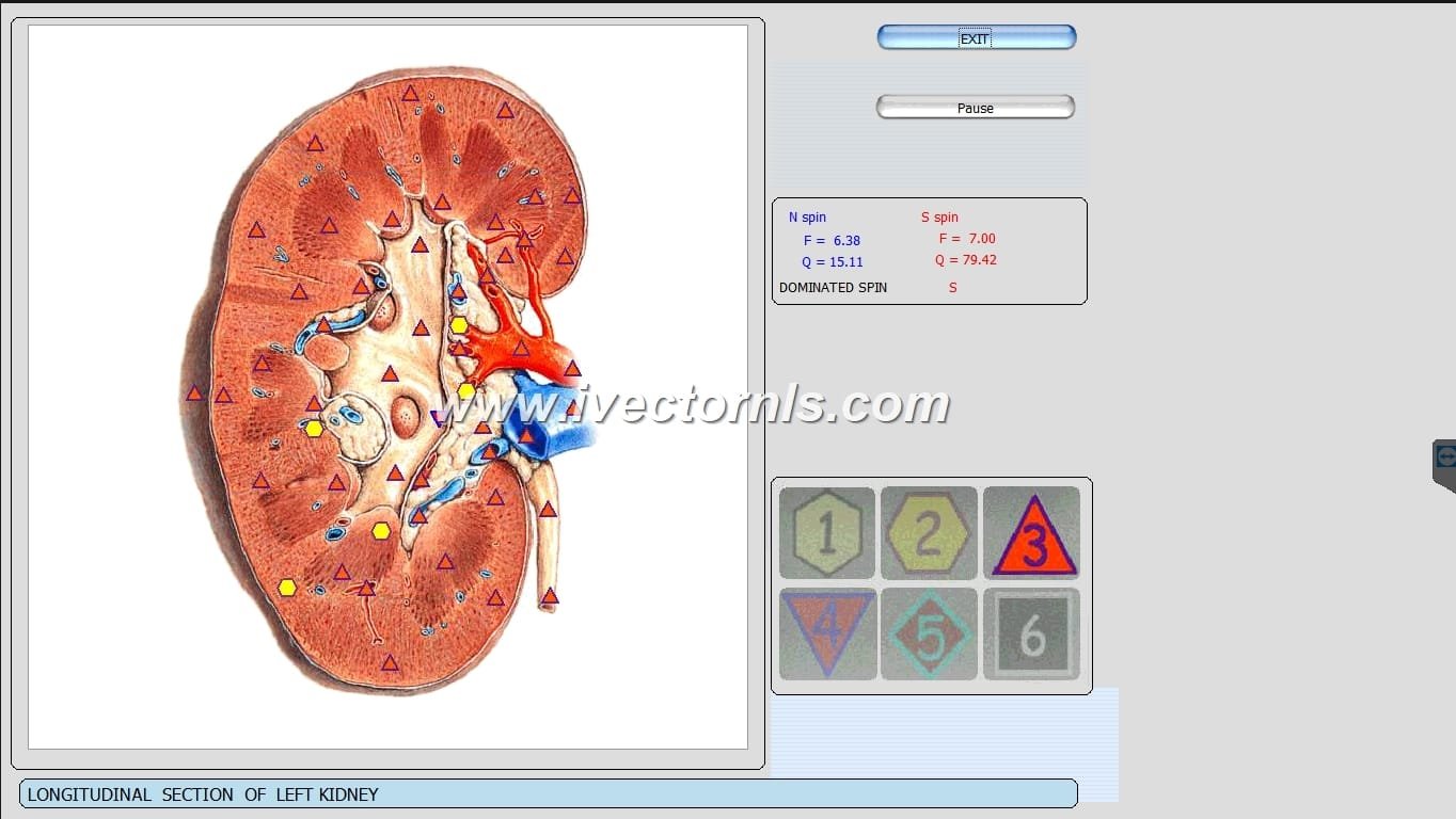 vector expert nls